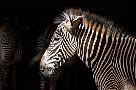 zebra bets aposte na emoção
